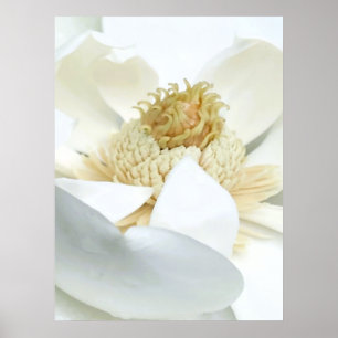 Magnolia’s bloom      poster