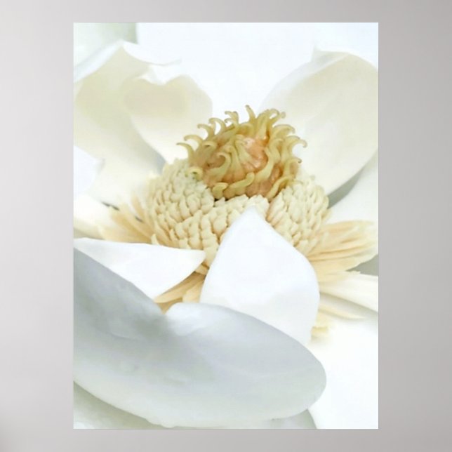 Magnolia’s bloom      poster (Front)