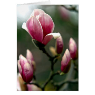 Magnolia Spring