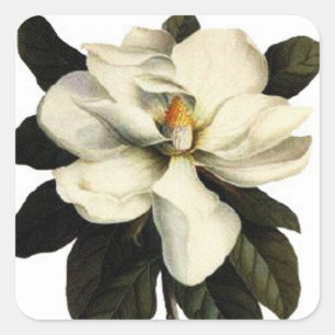 Magnolia - Sticker