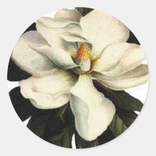 Magnolia - Sticker