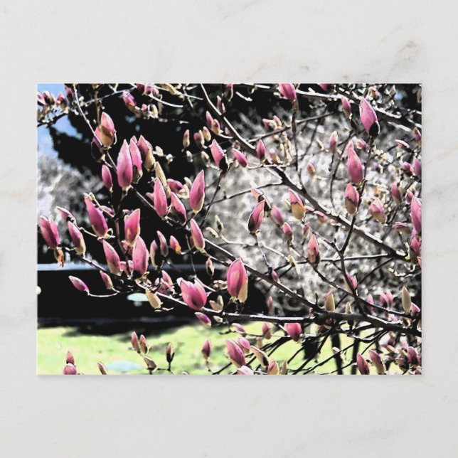 Magnolia Sumi Postcard (Front)