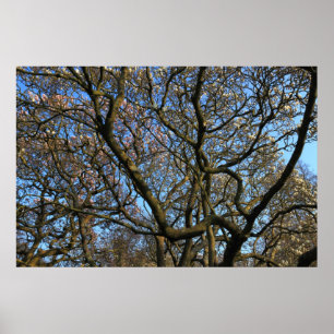 Magnolia Tree Branches Poster