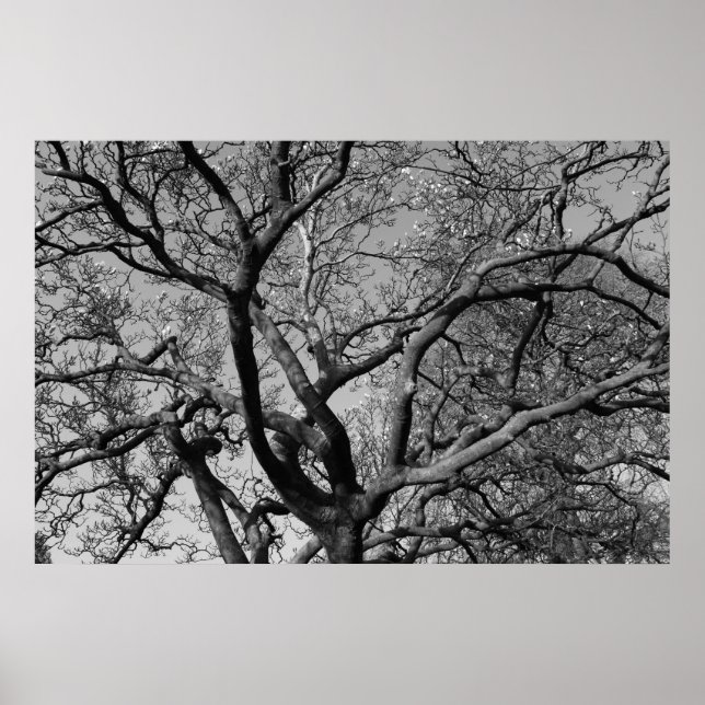 Magnolia Tree Branches Poster (Front)