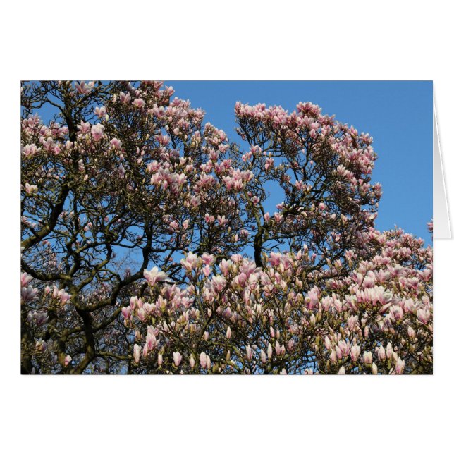 Magnolia Tree in Blossom (Front Horizontal)