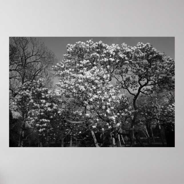 Magnolia Tree in Blossom (B&W) Poster (Front)