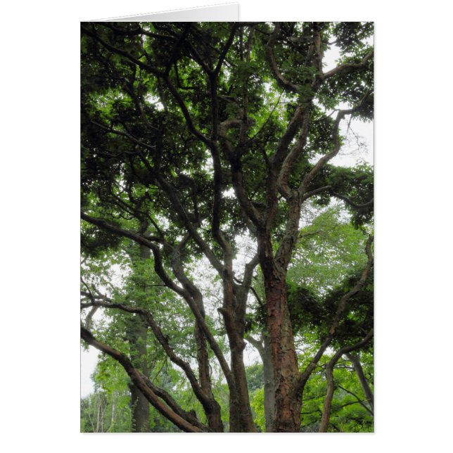 Magnolia Tree in Summer (Front)