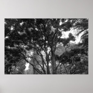 Magnolia Tree in Summer BW Poster