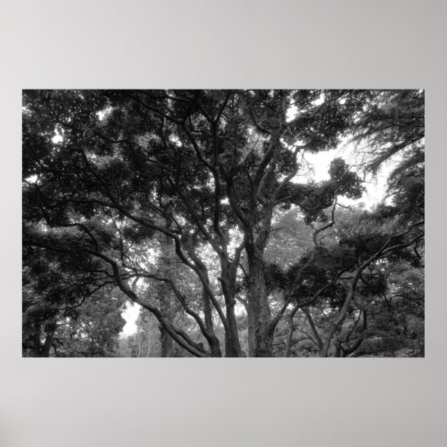 Magnolia Tree in Summer BW Poster (Front)