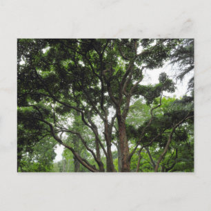 Magnolia Tree in Summer Postcard