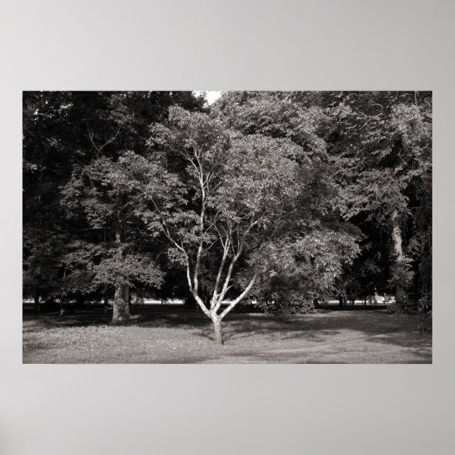 Magnolia Tree in Summer - Warm Tone  BW Poster (Front)
