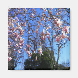 Magnolia tree...... magnet