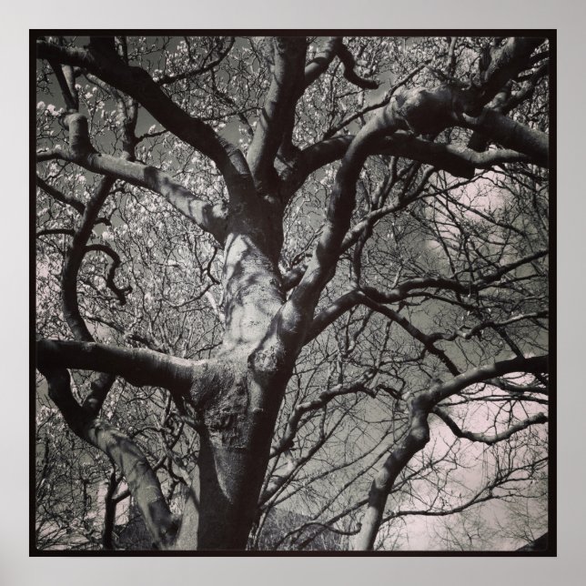 Magnolia Tree Poster (Front)