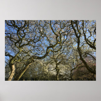 Magnolia Trees, Branches and Blossom 03 Poster