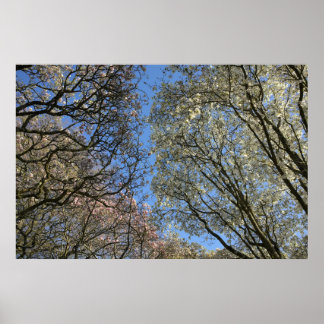 Magnolia Trees, Branches and Blossom Poster