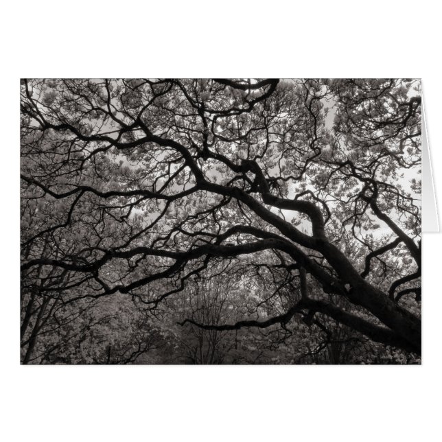 Magnolia Trees in Blossom (Front Horizontal)