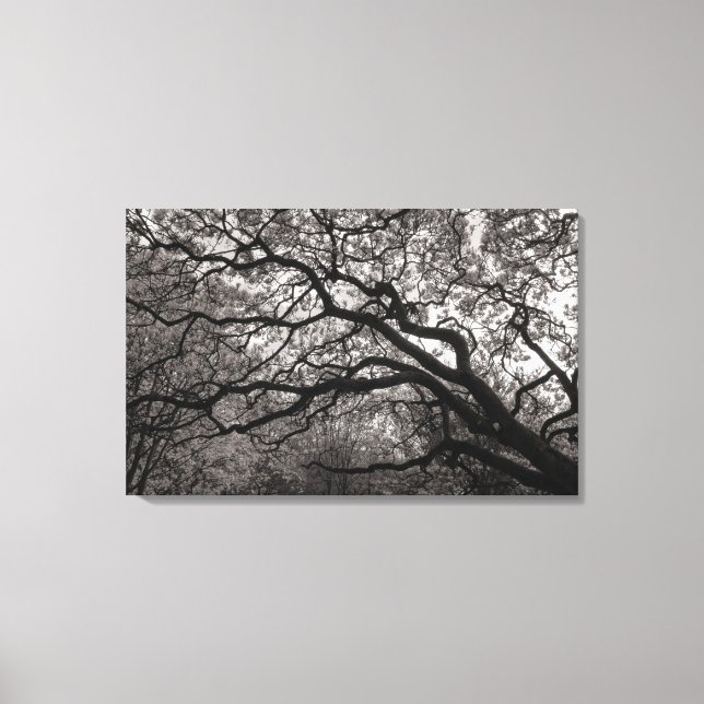 Magnolia Trees in Blossom 01 Canvas Print (Front)