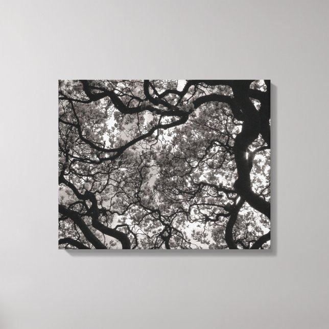 Magnolia Trees in Blossom 02 Canvas Print (Front)