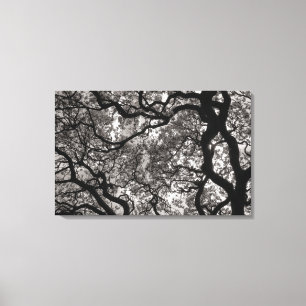Magnolia Trees in Blossom 02 Canvas Print