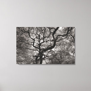 Magnolia Trees in Blossom 03 Canvas Print