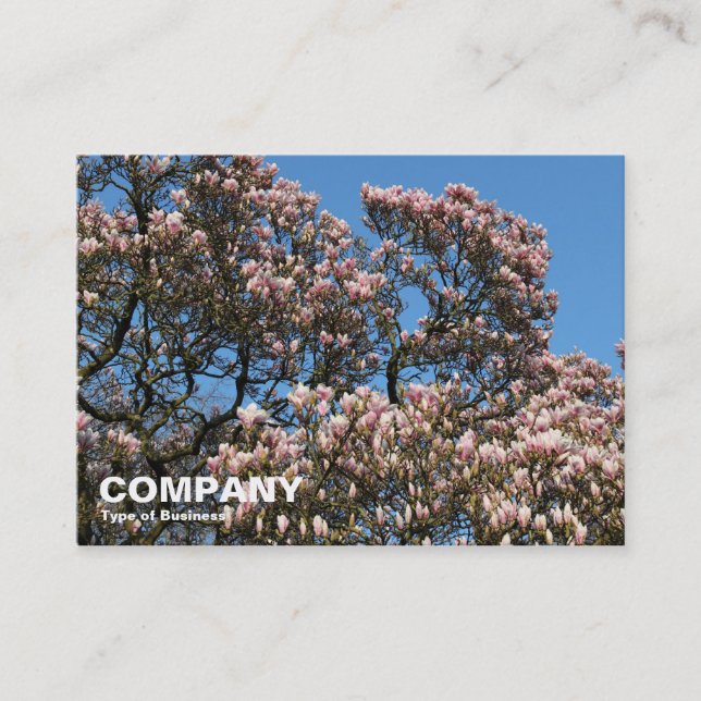 Magnolia Trees in Blossom Business Card (Front)