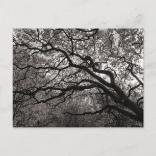 Magnolia Trees in Blossom Postcard