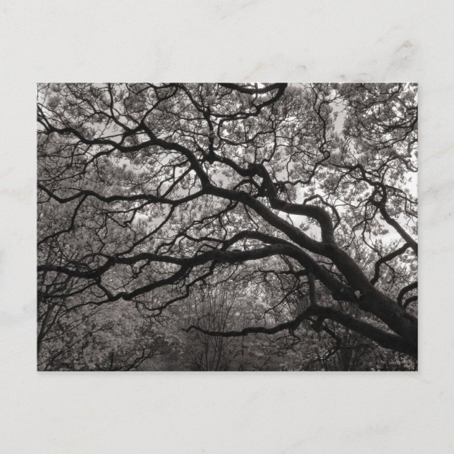 Magnolia Trees in Blossom Postcard (Front)