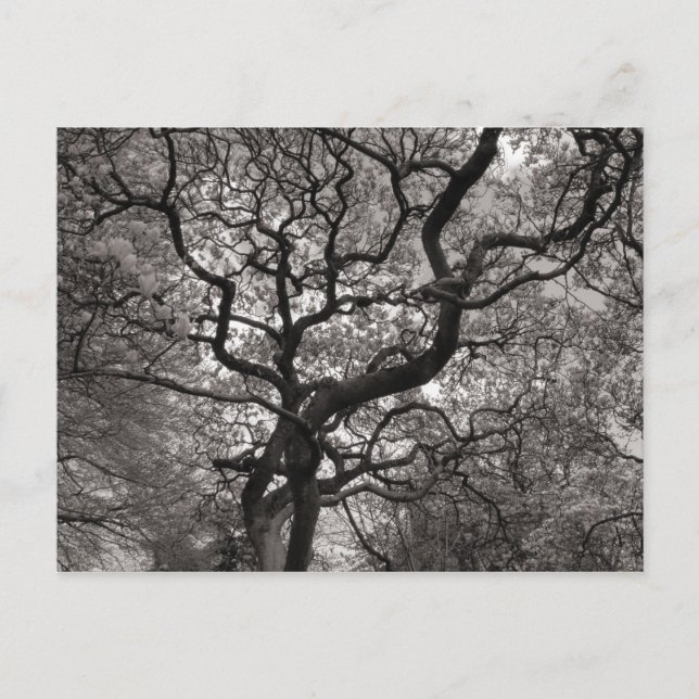 Magnolia Trees in Blossom Postcard (Front)