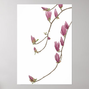 Magnolia Vine Poster