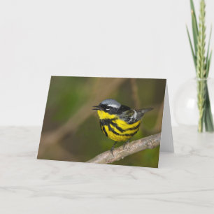 Magnolia Warbler Card