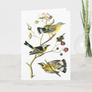 Magnolia Warbler, John Audubon Card
