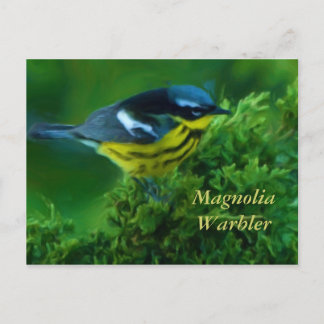Magnolia Warbler Post Card
