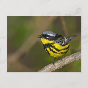 Magnolia Warbler Postcard