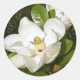 Magnolia White Classic Round Sticker