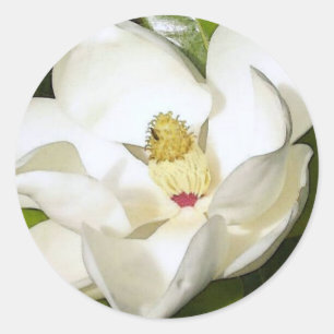 Magnolia White Classic Round Sticker