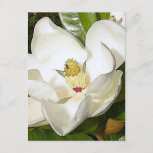 Magnolia White Postcard