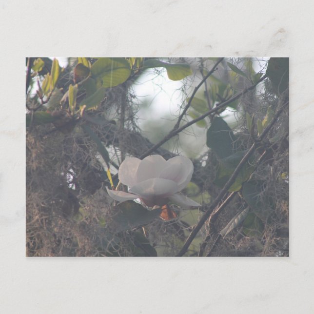 Magnolia with Spanish moss Postcard (Front)