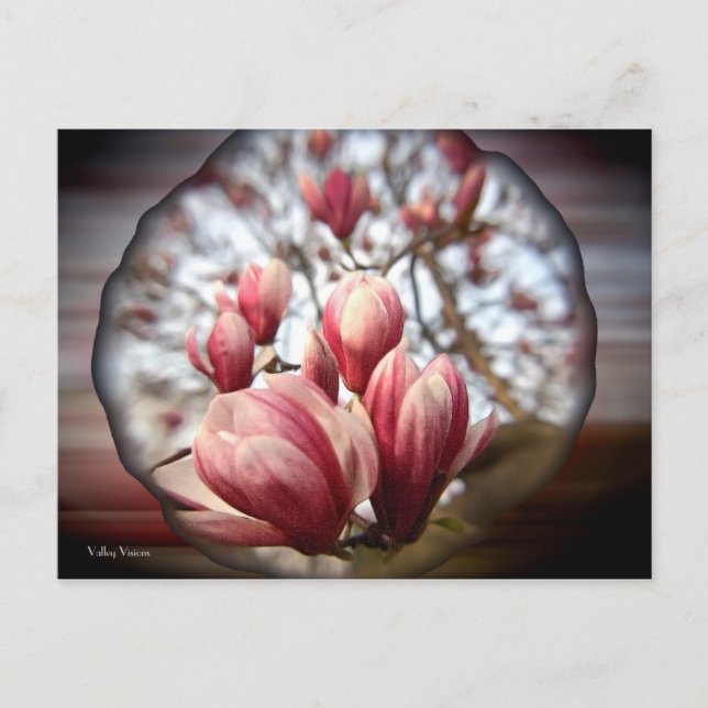 Magnolia Wood Postcard (Front)