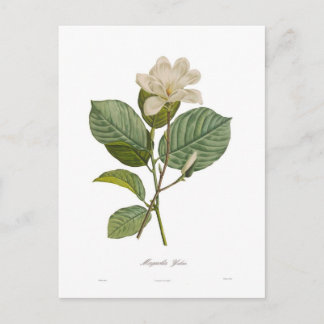 Magnolia yulan postcard