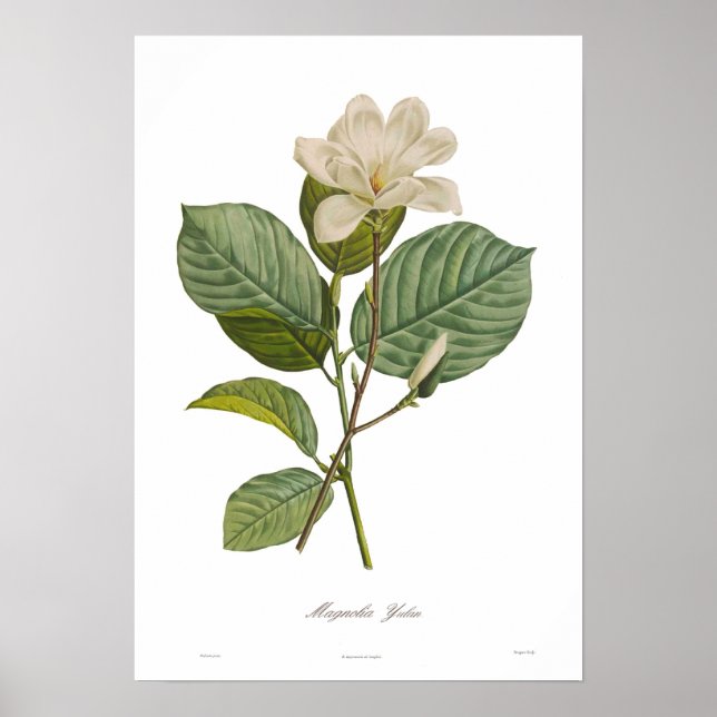 Magnolia yulan poster (Front)
