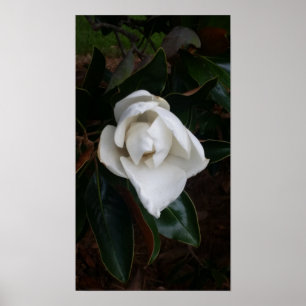 Magnolias by sky boivin poster