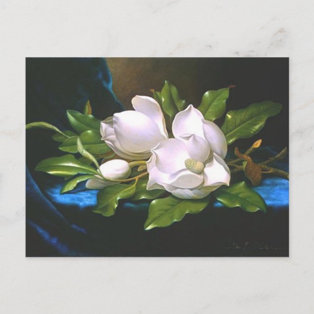 Magnolias on Blue Velvet - Postcard (Front)