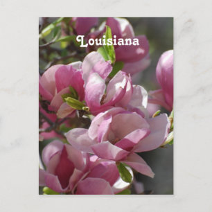 Magnolias Postcard