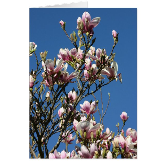 magnolias & sky (Front)
