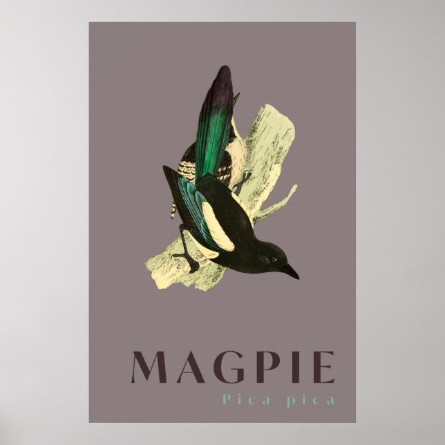 Magpie bird vintage  Poster (Front)