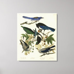 Magpie Jays & Nutcracker Audubon Birds of America Canvas Print