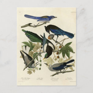 Magpie Jays & Nutcracker Audubon Birds of America  Postcard
