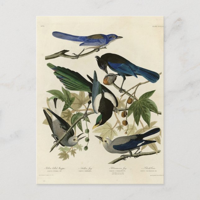 Magpie Jays & Nutcracker Audubon Birds of America  Postcard (Front)