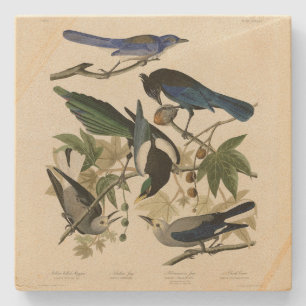 Magpie Jays & Nutcracker Audubon Birds of America  Stone Coaster