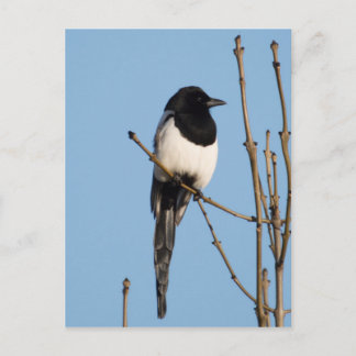 Magpie Postcard